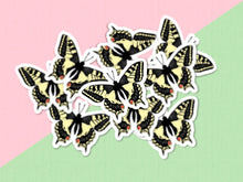 Load image into Gallery viewer, Old World Swallowtail butterfly
